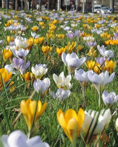 Breda bijenmengsel (1).jpg